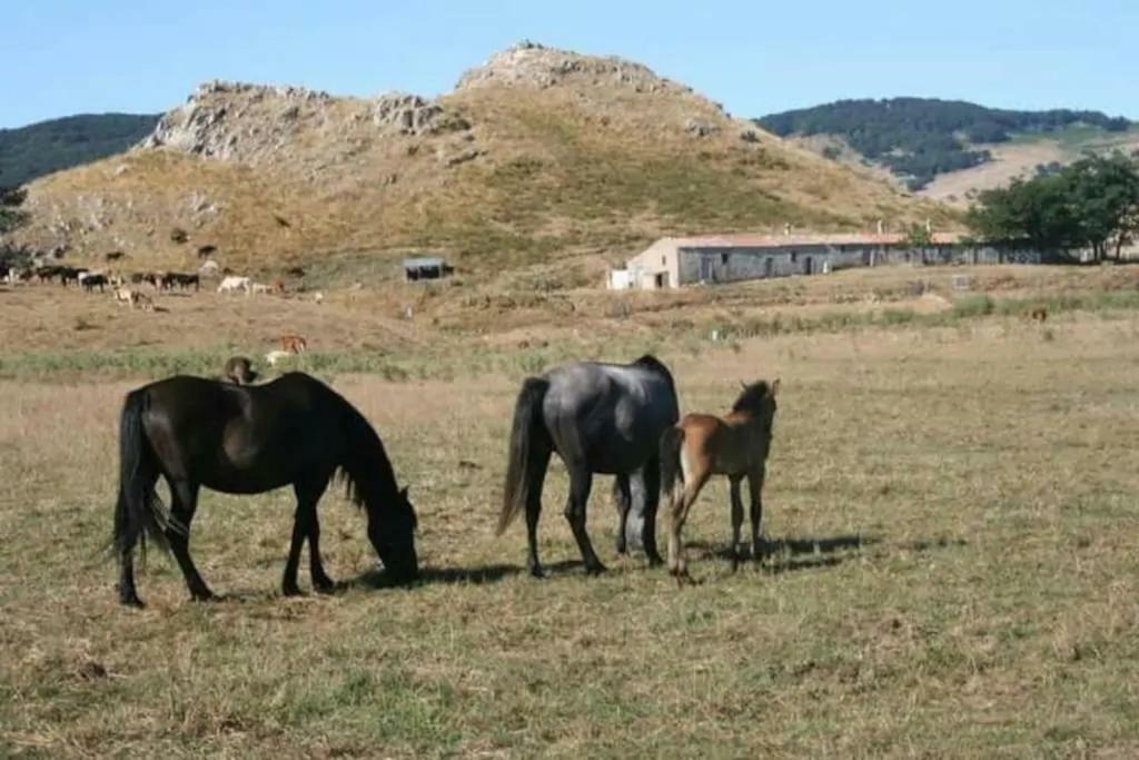 Agriturismo Don Cesarino Contura Bagian luar foto